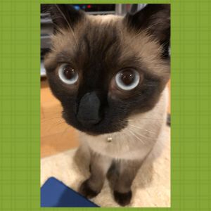 ロー（由利本荘市）ローが我が家に来て1年が経ちました。1年の間に顔がコゲコゲになりましたよ！笑食いしん坊で悪戯大好きのロー。ツンデレ感が堪らなく可愛いです。