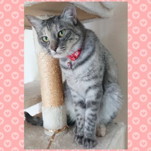 ななこ（秋田市）我が家へ来た頃は、困った顔の小さな女の子でした。でも１年経って体重も５kg近くなり、立派な大人になりました。キャットタワーと空き箱が大好きで、よく遊んでいますが、箱は気が付くと、噛み千切ってボロボロにしてしまい、怒られてます。たまにティッシュも中身を出しまくり、千切って散乱させて怒られてます。そんないたずらもされてますが、我が家のアイドル『ななちゃん』です。