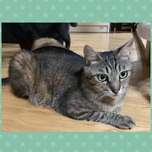 ミッツ（湯沢市）この2ヶ月で先住猫と一緒に遊べるようになりました。まだ猫団子にはなれてませんが、きっと寒い時期になる頃には見れるはず！爪切りがまだ出来てません、、、もっと家族になってからかな～(￣▽￣)