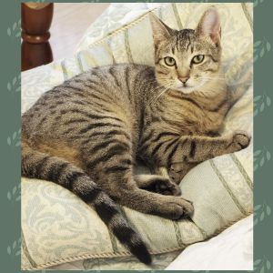 ジョシュアジョシュアが我が家に来て、２ヶ月経ちました。すぐに慣れて、家中駆け回って遊んでいます。ジョシュアが来てくれて、本当に良かったです。仲良く過ごしていきたいです。ありがとうございました。