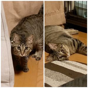毎日すこぶる元気に過ごしています。たまに　性別を忘れてしまうくらいに😅先住猫🐈‍⬛の兄さんにはまだシャーと言われますが大好きらしく怒られてもへっちゃらです。私達家族全員　2匹のめんこちゃん達に癒されております。