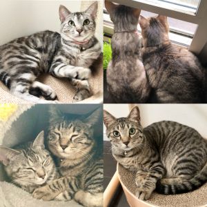 アル・メル（秋田市）先住猫アル♂(元 トラちゃん)を迎えて6ヵ月､メル♀(元 うりこ)は2ヵ月が経ちました。お互いすぐに仲良くなり、今では毎日追いかけっこをしてとても元気に過ごしています。2人とも臆病ですが、頭突きをして甘えてきてくれたり、いろいろな表情を見せてくれたりと、とても愛おしく毎日癒されてます。