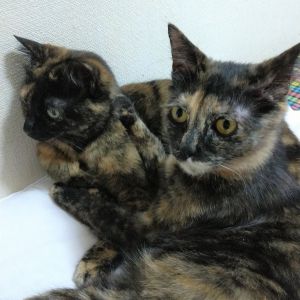 むぎ（秋田市）ご無沙汰してます。むぎです。1年たってこんなに大きくなりました（手前）。ちょっと迷惑なくらい（！）先住さんにもべったりです。とてもおしゃべりで飼い主が帰宅したらいつも色々報告してくれます。