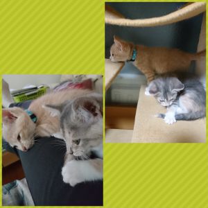 レオ　ユキ（秋田市）こんにちは  レオとユキはリビングの中で毎日走り回ってます。喧嘩もしますが２匹揃って仲良く眠ったりして体重も順調増えてます。最近はレオの姿が見えないとユキは泣いて探します。