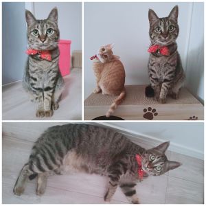 アポロ（潟上市）アポロが我が家に来て1年がたちました。猫のぬいぐるみを毛繕いしたり、寝床に運んだり、日向ぼっこに連れて行ったりとお世話好きでもあり、甘えん坊でいつも側にいたがる子でしたが5月末に愛護センターから子猫をお迎えして甘えん坊さんがすっかりお姉ちゃんになってしまいました。テレビで写真を2回紹介され、雑誌にも1回載せて頂き本当に可愛い自慢の家族です。アポロと出逢わせて頂き本当にありがとうございました!!
