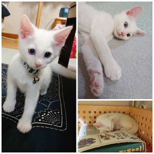 フク（秋田市）フクと名付けました。うちの子になって2週間がたちました。食べて、遊んで、寝てます(笑)かわいいです♪ネットワークの中村さん、皆さん、そして保護主さん、しろちゃん(フク)は元気に育っています。ありがとうございます。
