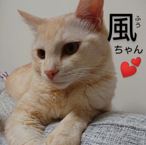風（大仙市）お迎えして1年が経ちました。ビビりなところは相変わらずですが、いっぱい食べて大きくなりました♪毎朝目を開けると体の上に乗ってきてご飯の催促をするので苦しいです(笑)そして帰宅すると必ずお迎えしてくれるのでとても可愛いです(*^^*)