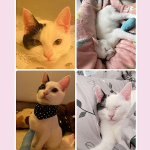 おもち（秋田市）おもちが来てから3ヶ月が経ちました。とてもやんちゃで来てそうそうベットから落ちて骨折してしまいギブスに泣今ではギブスも外れ元気に遊び回ってます！いたずらっ子でたまに手を焼きますがうちに来てくれてとても感謝しています。犬猫ネットワーク様ありがとうございます！