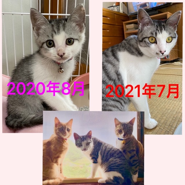 モモ（横手市）モモちゃんが 我が家に来てから1年が経とうとしています。モモちゃんが3匹の中で1番やんちゃで 1番大きくなりました！リーチとココと 朝早くから運動会で元気いっぱいです。私の隣で 毎日寝てくれて 可愛くて可愛くて 癒されてます。これからも元気いっぱいで 長生きして欲しいと毎日思ってます！