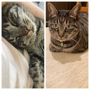 ベル（大仙市）とても穏やかな子です。家族全員に甘えん坊で帰宅すると鳴いてくっついてきます。抱っこも大好きで自分から膝に乗ってきて寝てたりします。ベルに癒されてます。