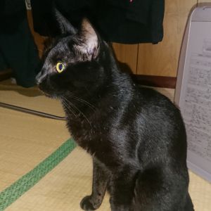 クー岩合さんの猫歩きを毎週欠かさず見ています