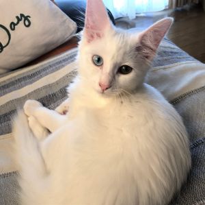 ペコ（秋田市）ペコちゃんが我が家に来てくれて二か月なりました。すっかり慣れて、自由自在に一人なでしこジャパンしております^_^先住さんのチョロとも、少しずつ距離を縮めています。出会いに感謝。ありがとうございました。
