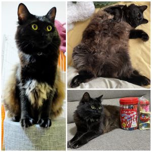おはぎおはぎちゃんが来てから1年になりました。すくすくと大きくなり、ボリューミーな毛も相まって存在感が凄いです。子猫の時から大のお気に入りなボールを咥えて投げて投げてとせがんだり、そこら中走り回ったり非常にパワフルです。素敵な出会いをありがとうございました。これからも元気に伸び伸びと成長してほしいです。