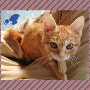 ちゃーちゃん（由利本荘市）ちゃーちゃんが来て１週間になります。元気に遊んでます、これからの成長が楽しみです。