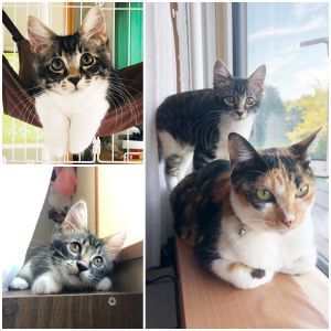 てん（北秋田市）我が家に来て2ヶ月になりました。とっても元気いっぱいで先住猫のかえでちゃんもびっくり！！かえでちゃんに怒られながらも毎日楽しく駆け回っています。家族みんな、てんちゃんに幸せをもらっています。すくすく元気に育ってね。