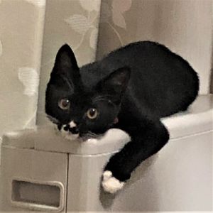 たび（秋田市)お家に来て2ヶ月になりました。最近はとってもいたずらっ子で、毎日騒がしいです。それでも、前よりは抱っこされるようになり、癒されています。