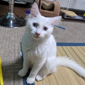 さくら（秋田市）いっぱい食べていっぱい遊んでいたずらっ子になりました。大好きなさくら。これからも宜しくです!