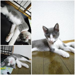 ミ（秋田市）22日に我が家に来てから2週間。警戒心強めでしたが、今では近づいても威嚇することがなくなり、ナデナデすると気持ちよさそうにゴロゴロします。とても幸せです。