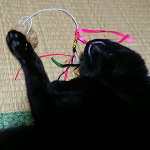 クー猫じゃらしで遊び疲れそのまま寝るクーです