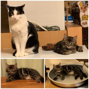 たいがー（秋田市）うちに来て1カ月がたちました。毎日暴れまくりです。毎日好奇心の固まりで探検してます。毎日先住猫のご飯を奪いまくりでちょっかい出しまくりです。んでも毎日先住猫がいい加減にしろ！って感じでヘッドロックして毛繕いして教育してくれてます。その時はごめんなさいしてるのに、それでもめげずに毎日先住猫に突進していきます。たまに遊びすぎて気絶する感じで寝てしまいますが物すごい勢いで大きくなってます！すごい優しい子になりそうな予感がします！うちに来てくれてありがと！