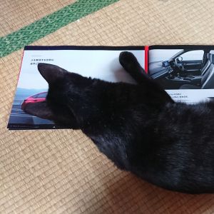 クー車のカタログを見ていたら現れて上に座り自分もカタログを見ています(笑)この車いいニャとでも思っているのでしょうか(笑)