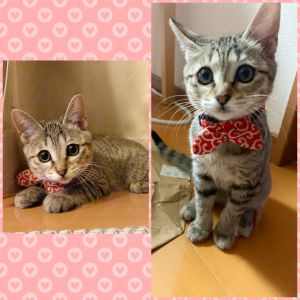 ちゃちゃ（秋田市）毎日大暴れしていますが、それでもかわいいです。最近少ーしだけ落ち着いてきました。いつも癒しをもらってきます。ありがとうございました。