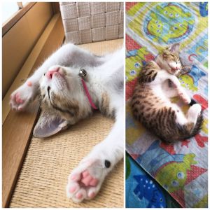 一華（大館市）一華(いちか)が家族になって１か月が経ちました。１回目のワクチン接種も無事に終えて、すくすく育っています。よく食べよく遊び、夜はみんなと一緒に布団でのびのび、ゆっくり朝まで寝てくれます。とてもいいコです。