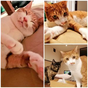 ゆず（秋田市）ゆずが家族になって1年になりました。ケガや病気をすることもなく、元気にすごしてくれています。同居猫のすももとも、じゃれあったり一緒に寝たりときにはケンカしながら仲良く過ごしています。「ゆず～」と呼ぶと、どこにいても「にゃあ～」と駆けつけてくれるのがたまらなく可愛いです！