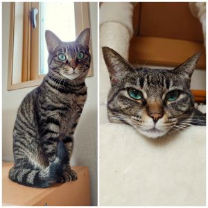 ひめ（大仙市）我が家に来てから２年が経ちました。元気に過ごしています。毎朝、うずうずタイムになると家中を駆け回り､素晴らしい運動能力を披露してくれます。１日の生活パターンがほぼ決まっていて､マイペースです。帰宅時は、玄関で迎えてくれます。