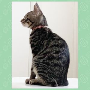 レオン（大仙市）家族になってくれて2ヶ月が経ちました。体重も3倍近く増えて、やんちゃ盛りです。猫を飼うのは初めてだったので、不安もありましたが、もう我が家に無くてはならない存在です。