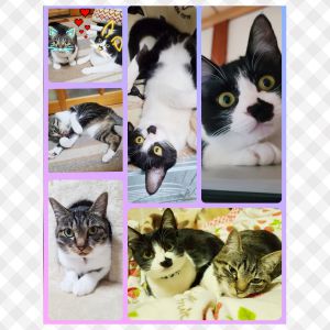 くう（三種町）くうが我が家に来てから１年になります。体の方も１年先輩猫のらん(19-K49)と同じくらい大きく育ちました♪毎日、追いかけっこやかくれんぼ等して遊んだり、たまに背中に乗ったりしています(^-^)お鼻の★がチャームポイントで、短い鳴き声でお話してくれるくうですが、これからもらんと一緒に元気に過ごしてくれたらと思います☆