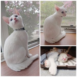 フク（秋田市）フクがうちの子になって、２か月が過ぎました。右目がブルーのまま、少しずつ左目が茶色になって、イケメンのオッドアイくんになりました。(聴力に問題はなさそうです。)やんちゃでハラハラする事もありますが、甘えん坊でとてもかわいいです(^-^)保護主さん、ネットワークの皆さん、結膜炎になって病院のお世話になった以外は、元気に育っています。ありがとうございました。