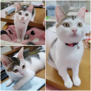 こむぎ（秋田市）こんにちわ。こむぎを譲り受けてからはや２ヶ月経過し、体重も879gから1980gにまで増えて、体調にも問題ありません。逆に元気過ぎて困ることも・・・(#^.^#)基本的にあまえんぼさんのようで、抱っこをせがんできたりしてます。先住猫や先住犬とも徐々にですが距離が縮まっている感じです。ワクチン（三種）も7/30に、マイクロチップも8/20に、10月には血液検査をし、11月には避妊手術の予定です。とにかく可愛くて仕方ありません(笑)