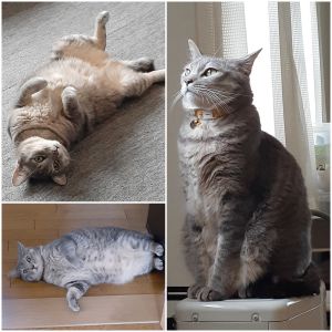 グリ（湯沢市）今日は3歳の誕生日。まだまだ甘えん坊ですが、みんなに愛され、こんなに大きくなりました！我が家の宝物です。