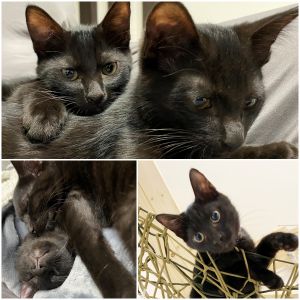 ジジ　バロン（秋田市）家に来て2か月がたちました。家にも慣れいつも二匹で元気いっぱい走り回っています。好奇心旺盛でずっと２匹でいます。手間は２倍ですが可愛さも２倍♪兄弟２匹で譲り受けよかったです。