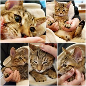コタロー（秋田市）我が家に来て２ヶ月。抱っこ大好き！前足ニギニギされながら顔回りをマッサージされるとすぐ寝ちゃうコタ様です。生後12週でお座りを、14週ぐらいで「お手」もマスターして「ごはん食べる？」と聞くと嬉しそうに可愛い声で「にゃー♪」とお返事して駆け寄ってきてくれます。間違いなく我が家のアイドルです☆