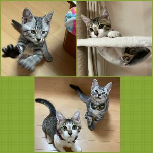むぎ　こてつ（横手市）2匹が我が家に来て2ヶ月になります。モリモリ食べて、寝て、遊んでと毎日元気に過ごしています。2匹の可愛さに癒されて、家族全員デレデレです。2匹で仲良く遊ぶ姿にほっこりしています。むぎとこてつに出会えて本当に幸せです、ありがとうございました!!