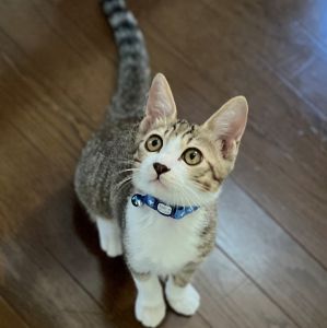 元気（秋田市）うちに来たときは500gもなくてとっても小さくて風邪をひいてしまい、ぐったりして心配しましたが今では1.8kgまで大きくなり毎日元気に過ごしています。先住猫にじゃれついて遊びたい放題です。とても甘えん坊で抱っこ大好きです。