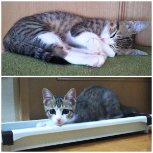 一華（大館市）一華(いちか)が家族になって２ヶ月が経ちました。２回目のワクチン接種も終えてすくすく育ってます。よく食べよく遊び、夜寝るときは一番に階段を駆け上がり、みんなにひと遊びしてもらってから布団でのびのび寝ています。朝は早いと６時前からお気に入りのおもちゃを持って、みんなを起こして歩くようになりました。誰も起きてくれないので二度寝してます(笑)名前を呼ぶと何処にいてもすぐに駆けつけるいいコです。２階にいても返事をしながら下りてきます。おもちゃを投げると持ってきます。人をみて行動します。家族の間では犬なんじゃないかともっぱらのウワサです。先住の姉さん犬(18歳)とも遊びたいんですが、ご老体ゆえ遊びに誘っても乗ってくれないので不服のようです。とにかく人が大好きです。一華はウチの末っ子で、妹になりました。幸せな縁をありがとうございました。