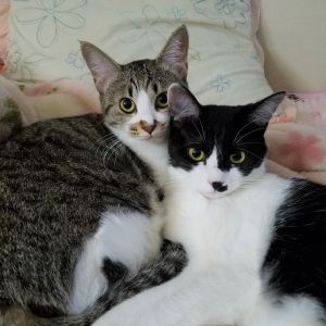 チャビ　チャコ（秋田市）わが家に来て今日でちょうど1年です。怖い物知らずのチャビ（キジ白）とちょっとビビりなチャコ（黒白）の仲良し姉妹です