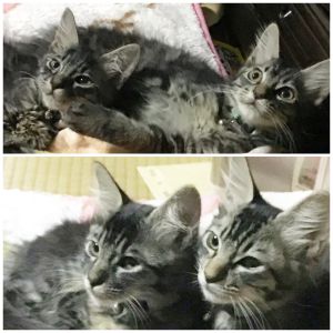 モカ　ラテラテ♂モカ♀です。2回めのワクチンも終わり毎日元気に走り回っています。