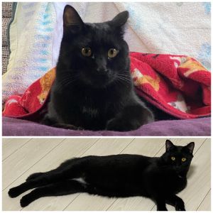 あまを（横手市）あまをが我が家に来て今日でちょうど１ヶ月。少しずつ家にも家族にも慣れてきて、甘えてくれるようになりました。日中はペットハウス、夜はソファに寝るのがあまちゃんのルーティンです。