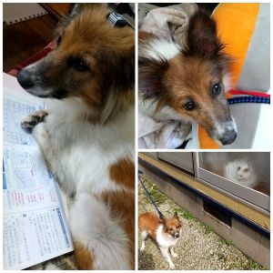 ふうか（五城目町）ふうかがうちに来て、早いものでもう二か月が経ちました。　先住猫の二匹とも、時間をかけてですが、少しずつ仲良くなってます。ご飯の時間と、散歩の時間が大好きなふうか。とても賢い、いい子です。ふうかに出会わせてくれた、いぬ・ねこネットワークの皆さん、ありがとうございました。