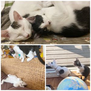 ほたて　しじみ（秋田市）我が家に来てくれてからあっという間に2ヶ月が過ぎました。はじめは「シャー！」と威嚇しまくりでしたが今ではソフトタッチで甘えてご飯をねだってきます。じゃれあったりお互いを舐めあったりしている姿に癒される毎日です。ごはんもたくさん食べて元気いっばいです。保護主さん、いぬねこネットワークの皆さんありがとうございます。