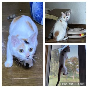 らて（横手市）らてが我が家の一員になって早2ヶ月が経ちました。来て早々熱を上げとても心配しましたが、知恵熱だったのでしょうか（笑）その後何事もなく、やんちゃしてます。オモチャのネズミを投げると持ってきますよ。