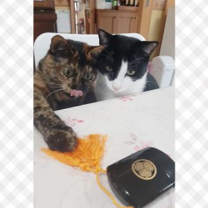 ポポ（潟上市）朝起きたら甘えん坊タイム。撫で撫でして～とすり寄ってきます。窓辺やお兄さんの椅子がお気に入りでゆったりしたいときはそこで寛いでいます。家族みんながポポちゃんと先住猫ルルちゃんの可愛さに毎日癒されています。