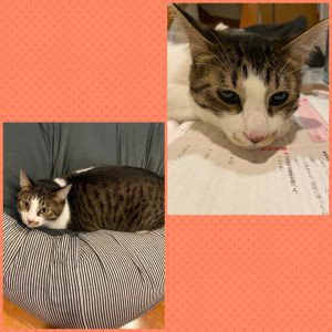 きーぼう（秋田市）ビーズクッションの上でまったりしたり、子供の勉強に付き合ってあげたりとかわいい仕草に家族全員が癒されます。動物病院でのワクチン接種では、キャリーを準備したら、自ら進んで入ってくれたり、言葉が通じてるかな？と思うほどでした！