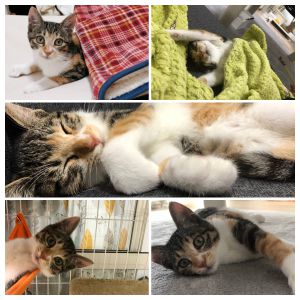 いといとちゃんと暮らしてもうすぐ2ヶ月です。毎日元気に遊んで走り回ってます。猫じゃらしを咥えて持ってきて、遊んでとアピールしてきます。夜は一緒に寝てくれてとっても可愛いです。とても甘えん坊で、たくさん話しかけてくれるいとちゃんの可愛さに毎日癒されています。