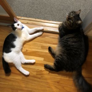 チェス　ちゃな（湯沢市）白黒のニャンコ チェス(21-K369)は、聞かん坊で甘えん坊です。おてんばだった ちゃな(19-K4)はすっかりお姉さんで教育係。2人とも沢山食べて遊んでぐっすり寝て早起きです。