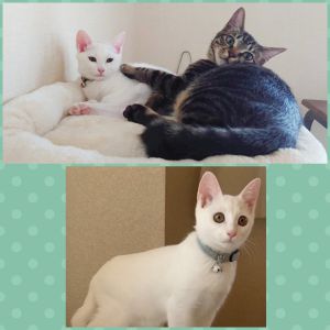 リズ（大仙市）あっという間の2ヶ月でした。お兄ちゃん猫と仲良くなれるか心配でしたが、何日かするとお互いを受け入れ、走り回って遊んでくれるようになりました。毎日この子達に癒されています。本当にありがとうございました。